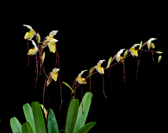 Paphiopedilum philippinense x self