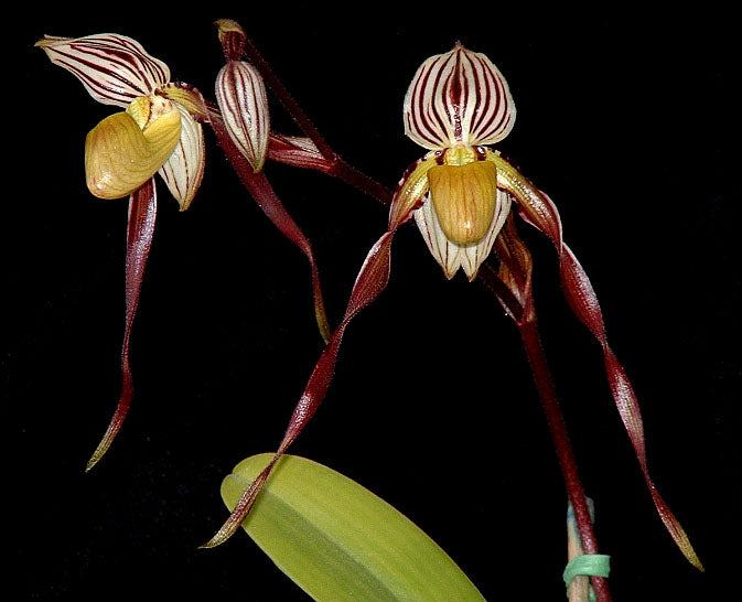 Paphiopedilum philippinense x self