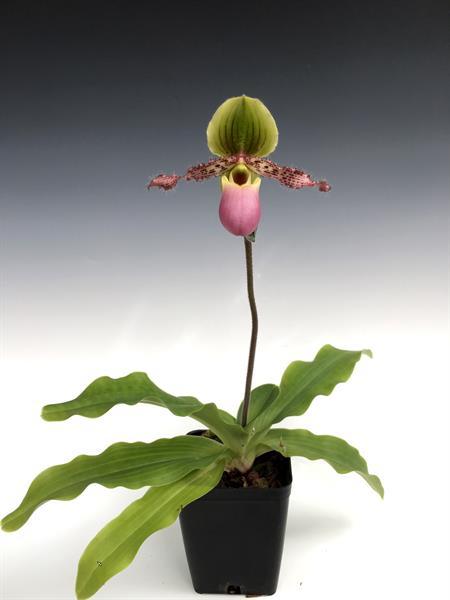 Paphiopedilum pinocchio