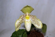 Paphiopedilum pinocchio x wenshanense