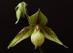 Carica l'immagine nel visualizzatore Galleria, Paphiopedilum rothschildianum x malipoense