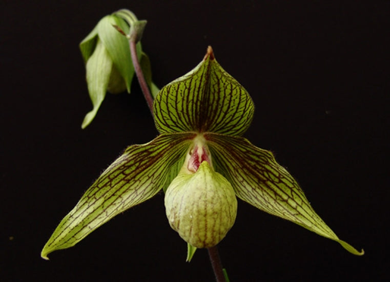 Paphiopedilum rothschildianum x malipoense