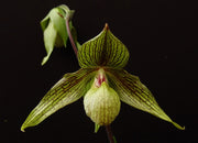 Paphiopedilum rothschildianum x malipoense