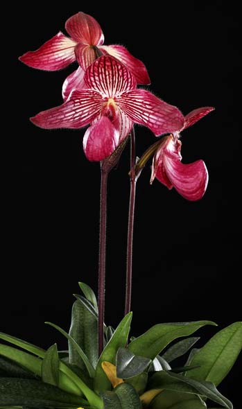 Paphiopedilum rothschildianum x micranthum