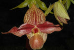 Carica l'immagine nel visualizzatore Galleria, Paphiopedilum Rothschildianum x Hangianum