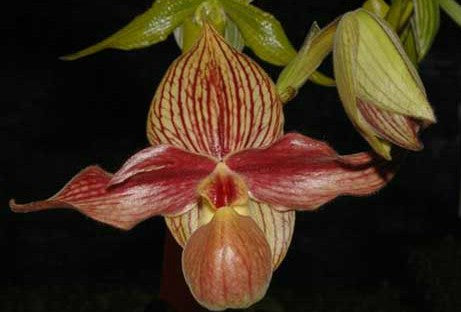Paphiopedilum Rothschildianum x Hangianum