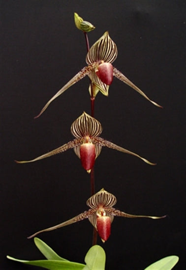 Paphiopedilum rothschildianum (young plant)