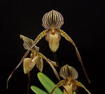Carica l'immagine nel visualizzatore Galleria, Paphiopedilum Saint Swithin - Big