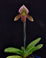 Carica l'immagine nel visualizzatore Galleria, Paphiopedilum sukhakulii x thailandense