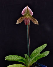 Paphiopedilum sukhakulii x thailandense