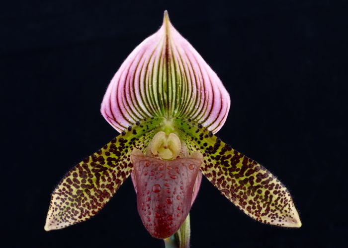 Paphiopedilum sukhakulii x thailandense