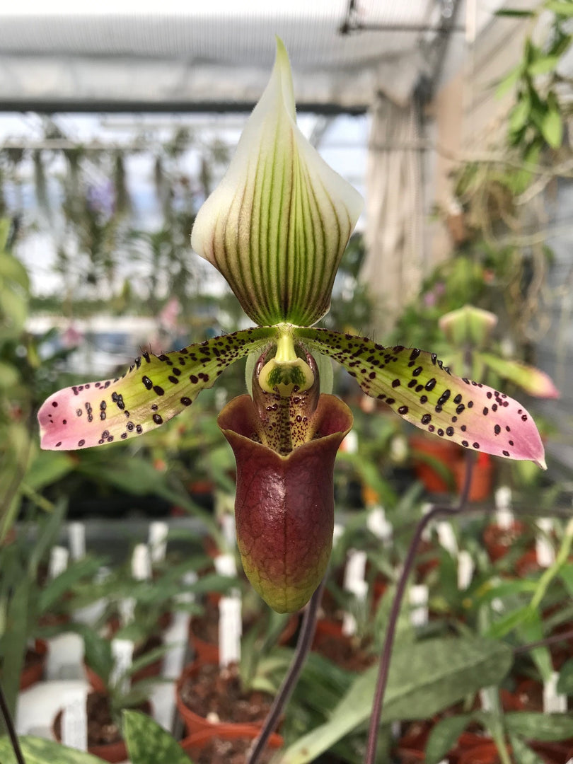 Paphiopedilum sukhakulii x maudiae coloratum