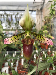 Paphiopedilum sukhakulii x maudiae coloratum