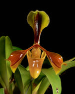 Carica l'immagine nel visualizzatore Galleria, Paphiopedilum villosum