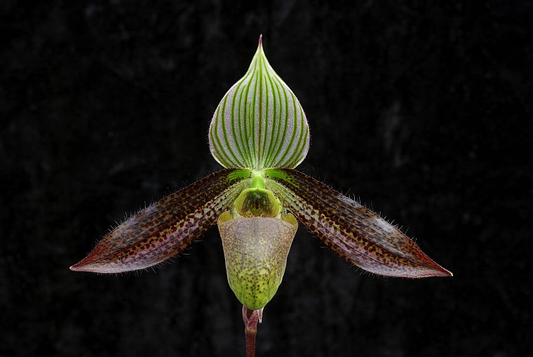 Paphiopedilum wardii