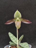 Carica l&#39;immagine nel visualizzatore Galleria, Paphiopedilum wardii

