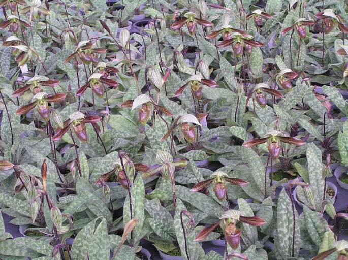 Paphiopedilum wardii