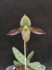 Paphiopedilum wardii