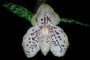 Paphiopedilum wenshanense