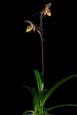 Carica l'immagine nel visualizzatore Galleria, Paphiopedilum wilhelminiae x self