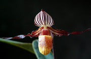 Paphiopedilum wilhelminiae x self