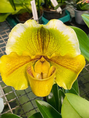 Paphiopedilum Sorcerer's Stone x Lippewunder 'John'