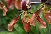 Paphiopedilum harrisianum (barbatum x villosum)
