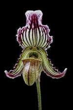 Carica l'immagine nel visualizzatore Galleria, Paphiopedilum fairrieanum