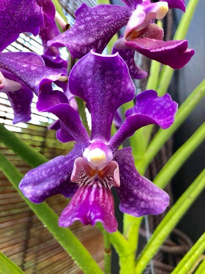 Papilionanda Chao Praya Violet