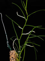 Carica l&#39;immagine nel visualizzatore Galleria, Papilionanthe pedunculata
