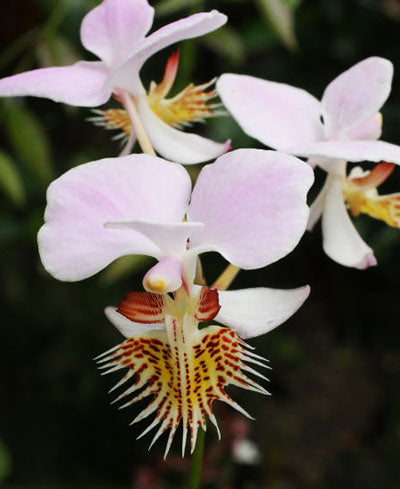 Papilionanthe pedunculata