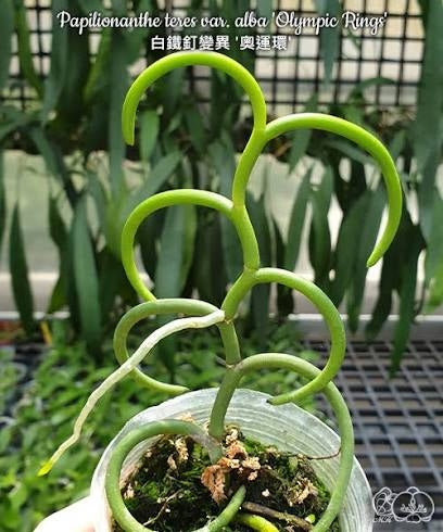 Vanda teres