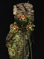 Carica l'immagine nel visualizzatore Galleria, Paraphalaenopsis labukensis XL