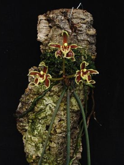 Paraphalaenopsis labukensis XL