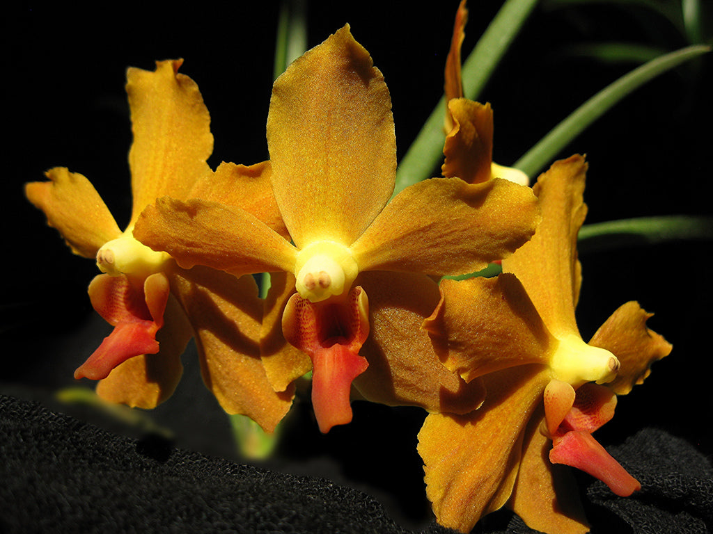 Paraphalaenopsis labukensis x Vanda denisoniana