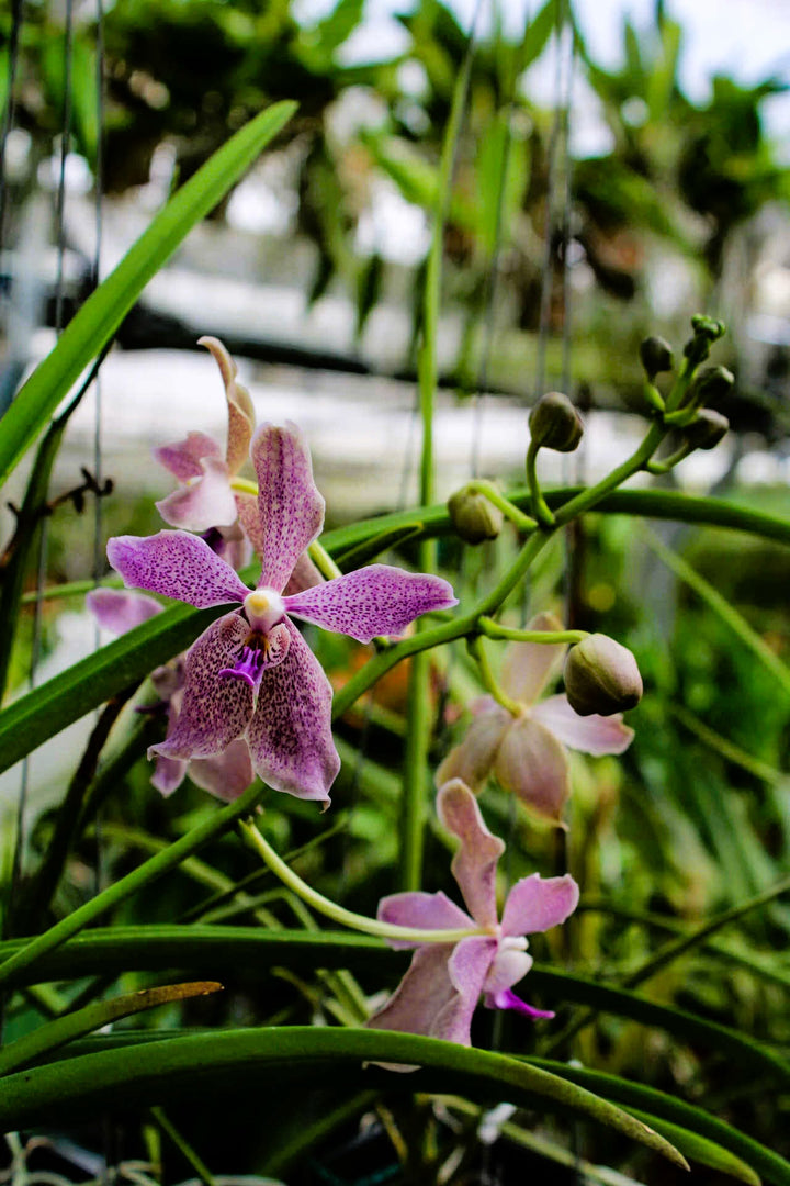 Paraphalaenopsis laycockii x Vanda Chulee