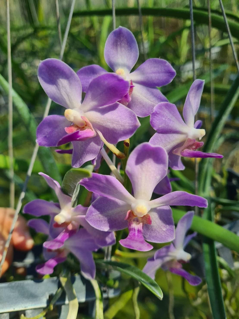 Paraphalaenopsis laycockii x Vanda Kouishiro Ikai