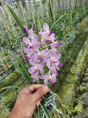 Paraphalaenopsis laycockii x Vanda Kouishiro Ikai