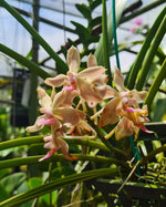 Load image into Gallery viewer, Paraphalaenopsis laycockii x Vanda limbata