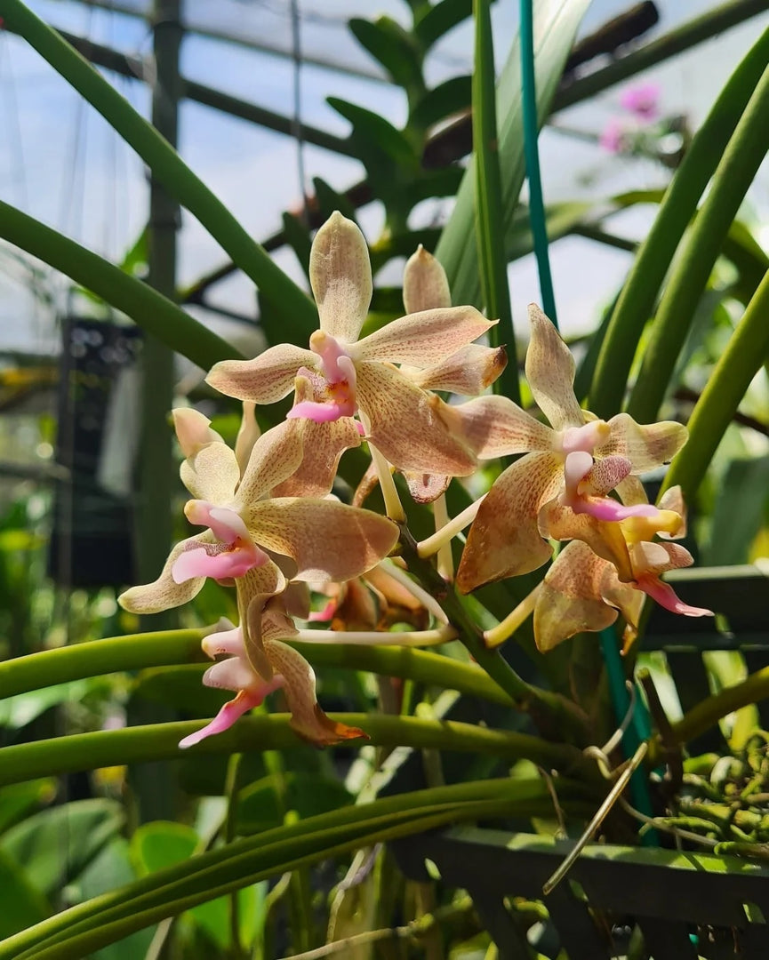 Paraphalaenopsis laycockii x Vanda limbata