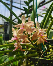 Paraphalaenopsis laycockii x Vanda limbata