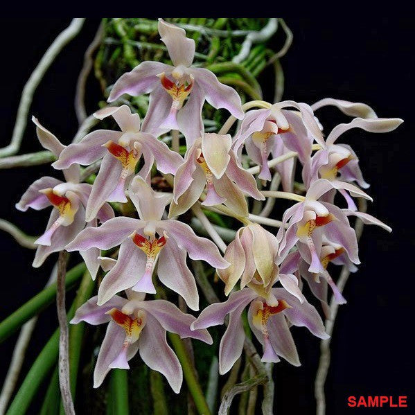 Paraphalaenopsis laycockii