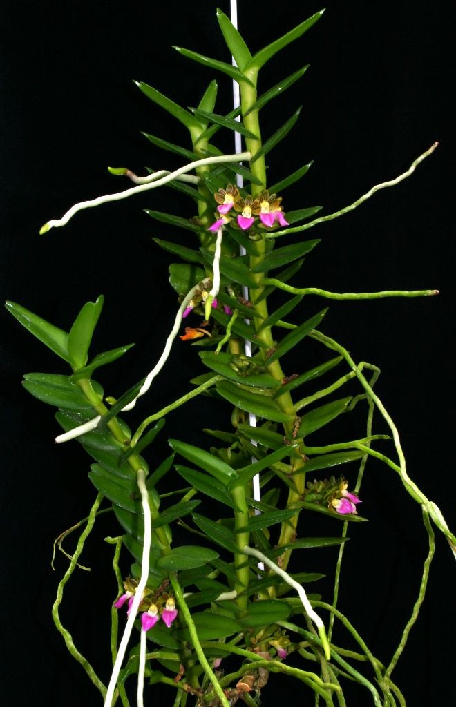 Pelatantheria insectifera