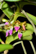 Carica l&#39;immagine nel visualizzatore Galleria, Pelatantheria insectifera
