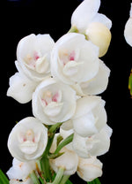 Carica l'immagine nel visualizzatore Galleria, Peristeria elata x sib