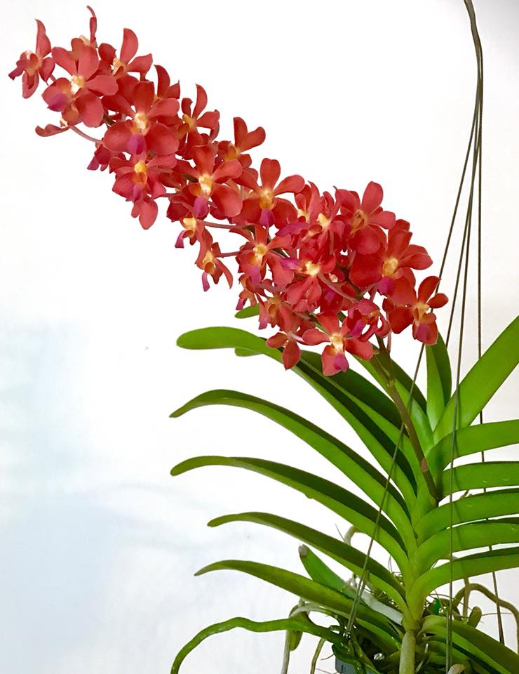 Perreiraara Tango Fire (Rhynchorides Bangkok Sunset x Ren. Storiei)