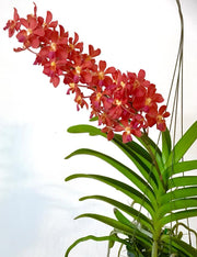 Perreiraara Tango Fire (Rhynchorides Bangkok Sunset x Ren. Storiei)