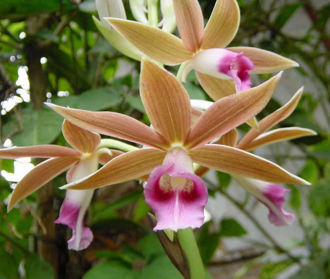 Phaius tankervilleae