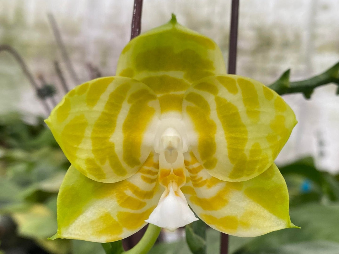 Phalaenopsis Mituo Reflex King ' flava#1 '