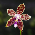 Load image into Gallery viewer, Phalaenopsis Tying Shin Fly Eagle × Phal. tetraspis 'C1'